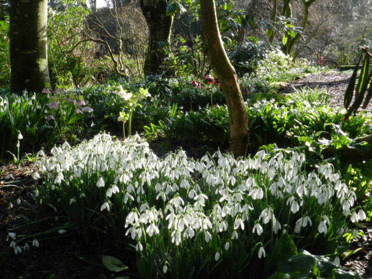 Snowdrops at the Altamont Gardens.