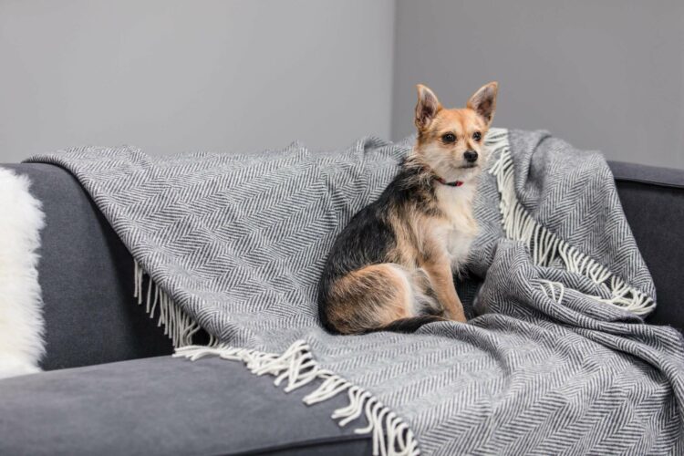 dog on blanket on sofa
