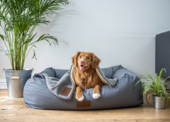 4 ways to keep your pet calm this Halloween