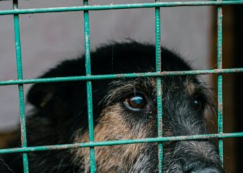 How you can help overwhelmed rescue centres, other than adopting a dog