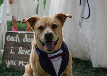 Want your pet at your wedding? This handy service makes it easy