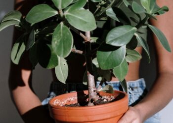 Struggle to keep plants alive? Here are five that are easy to care for