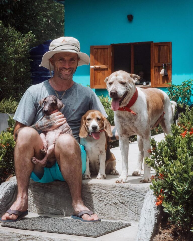 street dogs