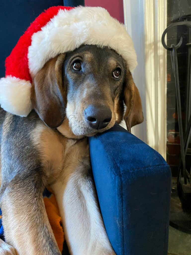 furry friend