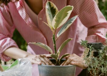 A gardening expert’s top gifts for the garden lover in your life