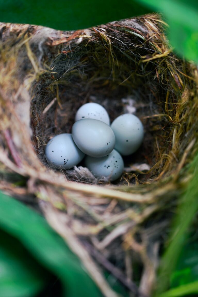 new beginnings nest