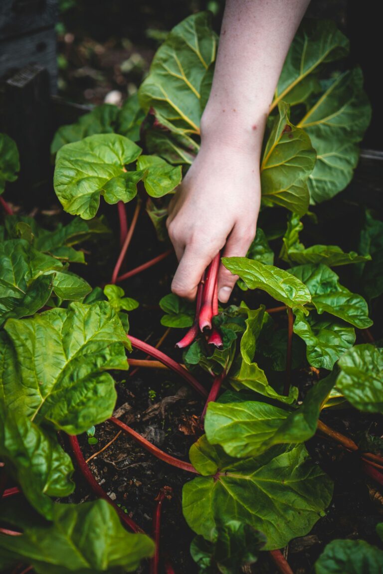 allotment