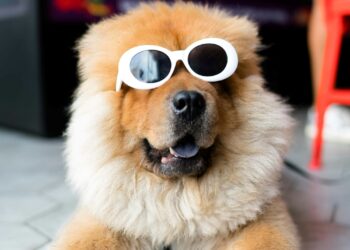 Cork hotel’s ‘s-paw’ package, Michael Flatley’s whiskey and new opera season – Irish business news round up