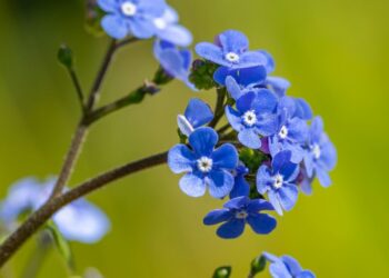 flowers forget-me-not