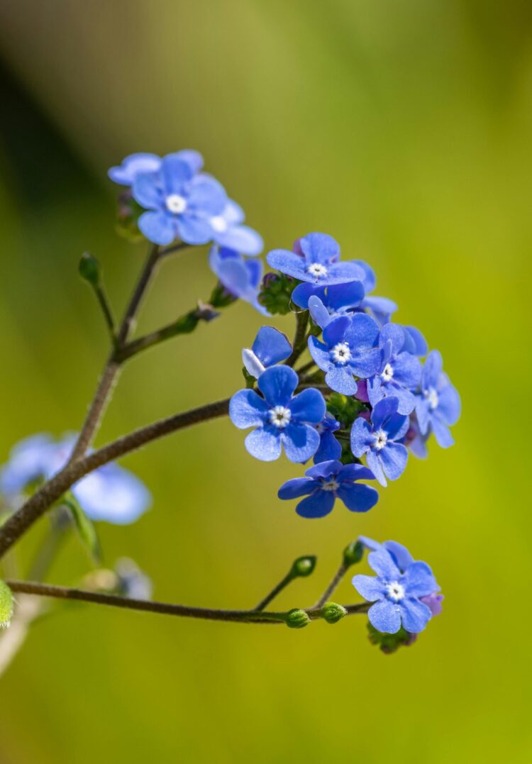 flowers forget-me-not