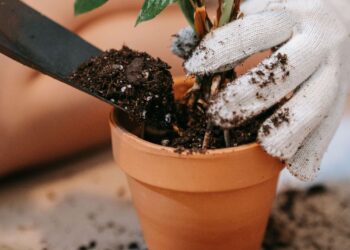 Gardening tips for first-time homeowners and renters