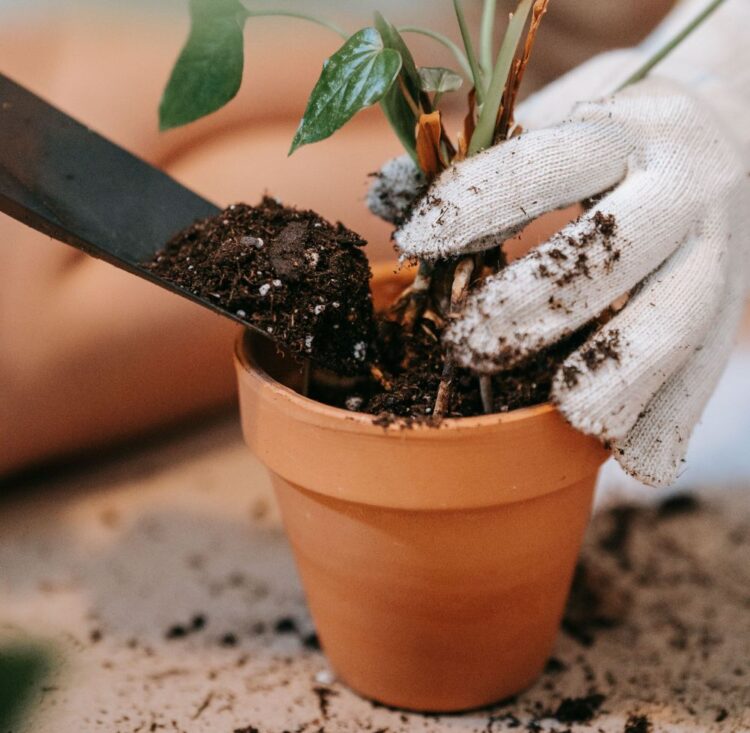 Gardening tips for first-time homeowners and renters