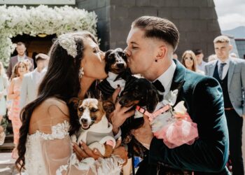 wedding pet-sitter