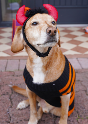 halloween pets