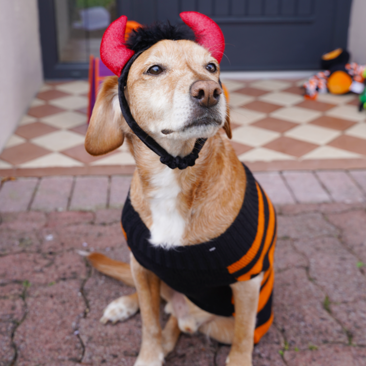 halloween pets