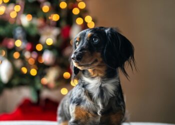 pet gift guide