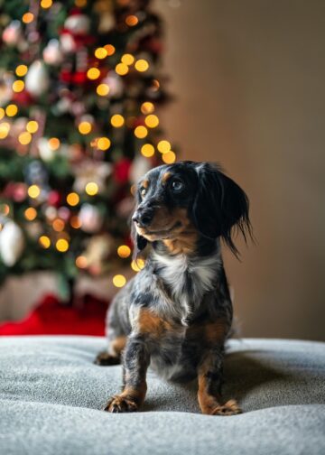 pet gift guide