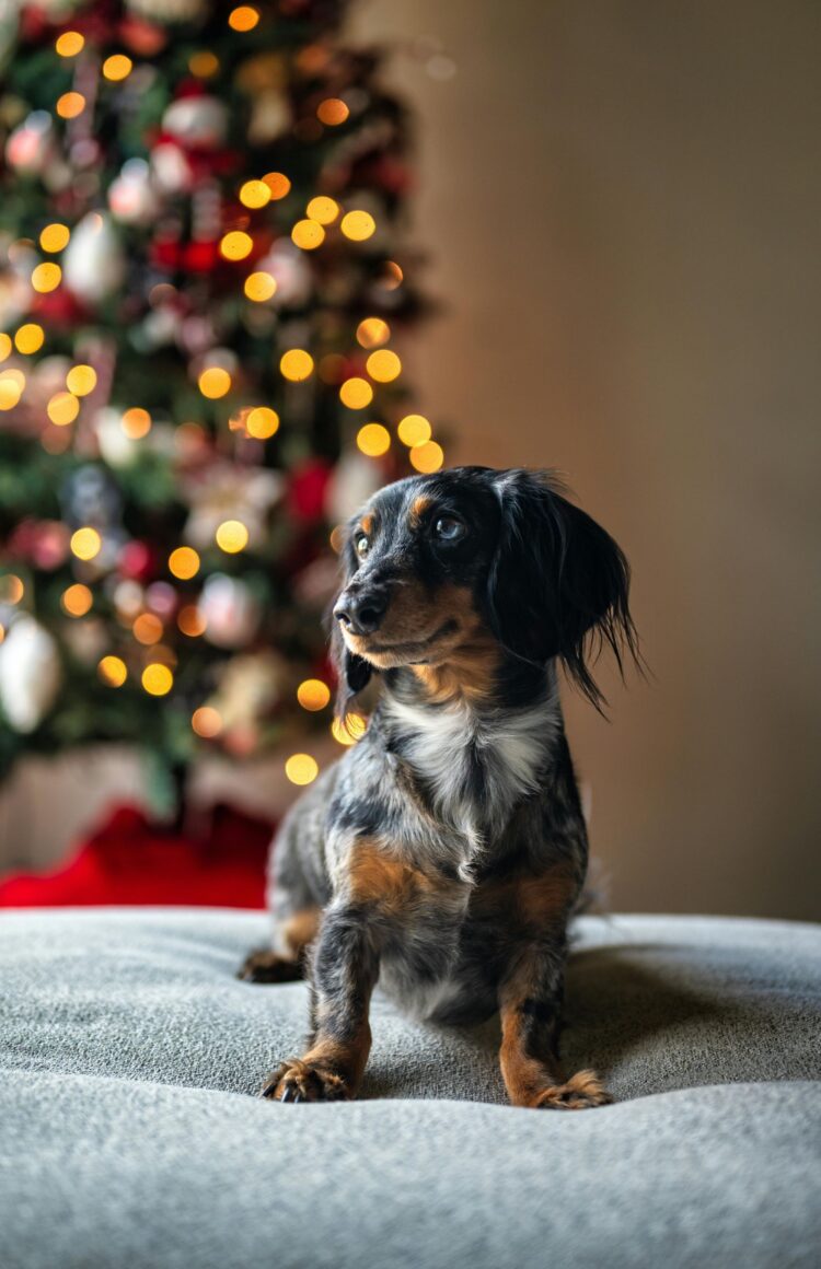 pet gift guide