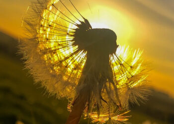 photography competition