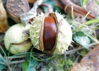 graduate conker leaves autumn