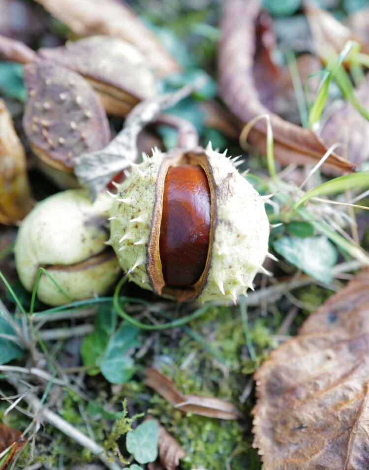 graduate conker leaves autumn