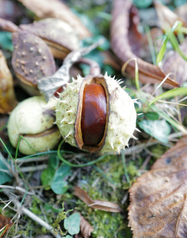 graduate conker leaves autumn