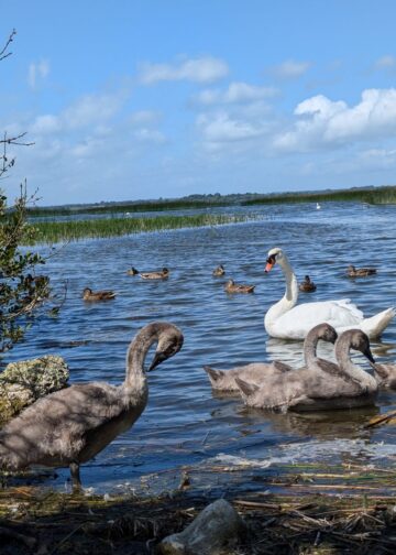 Lough Ennell; all photos taken by Niamh