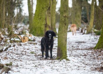 Tips for taking care of your dog in winter