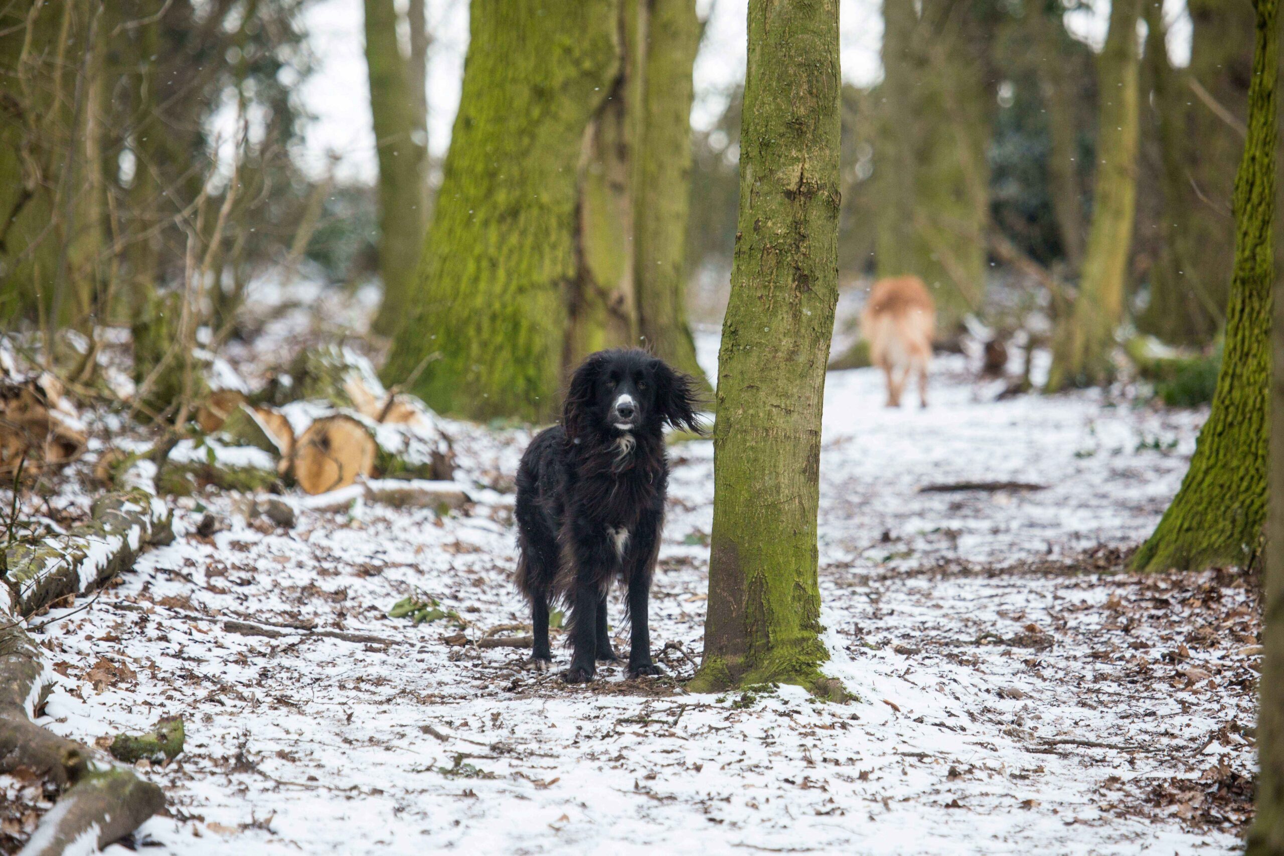 This is a list of tips from a Dogs Trust Ireland expert, sharing how you can best take care of your dog in winter.