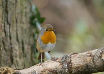 How to help the birds in your garden this winter