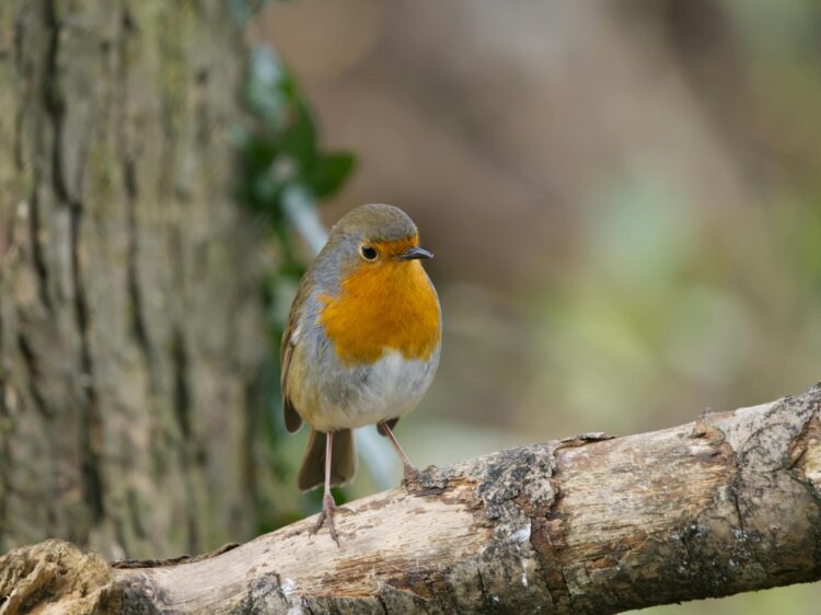 How to help the birds in your garden this winter