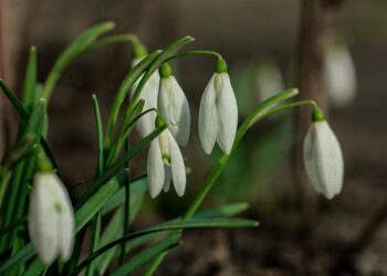 Protected: It’s snowdrop season. This Irish county is where you can see them best