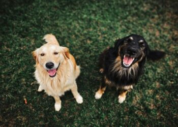 A vet shares their top five wellbeing essentials for all pet owners