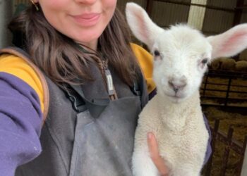 Meet Annie McGuinness, the Louth sheep farmer who has gone viral with her pet lamb
