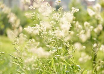 Here’s how you can prepare your home for hayfever season