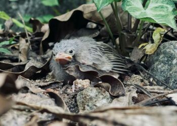 As fledgling season approaches, wildlife expert urges the public to leave baby birds alone