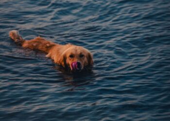 How to keep your pets safe in the warm weather