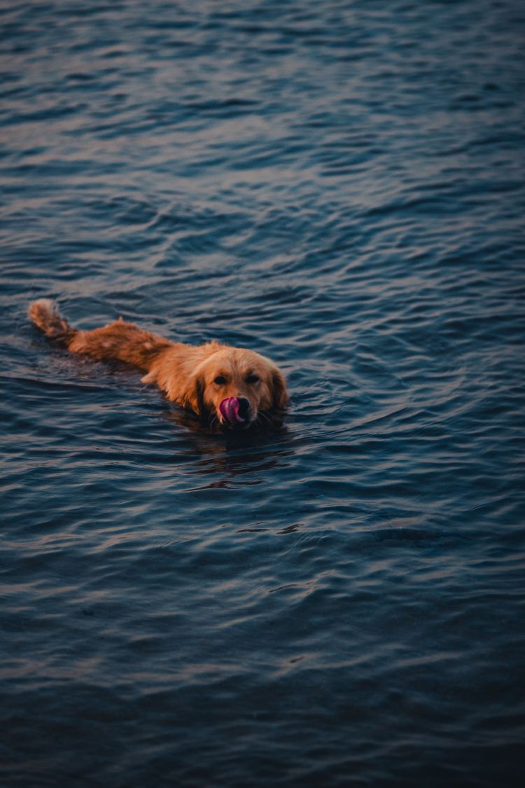 How to keep your pets safe in the warm weather