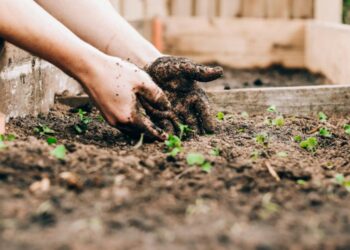 Six edible plants to grow in your garden now