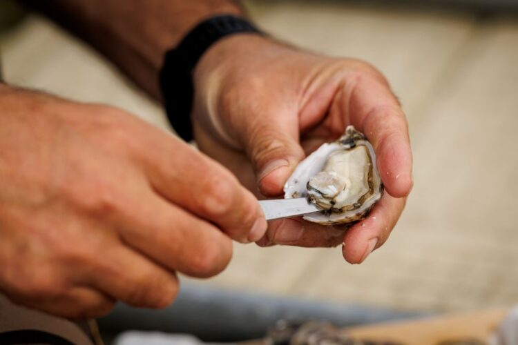 How to shuck oysters at home
