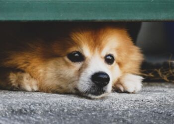 How to support your dog through fireworks