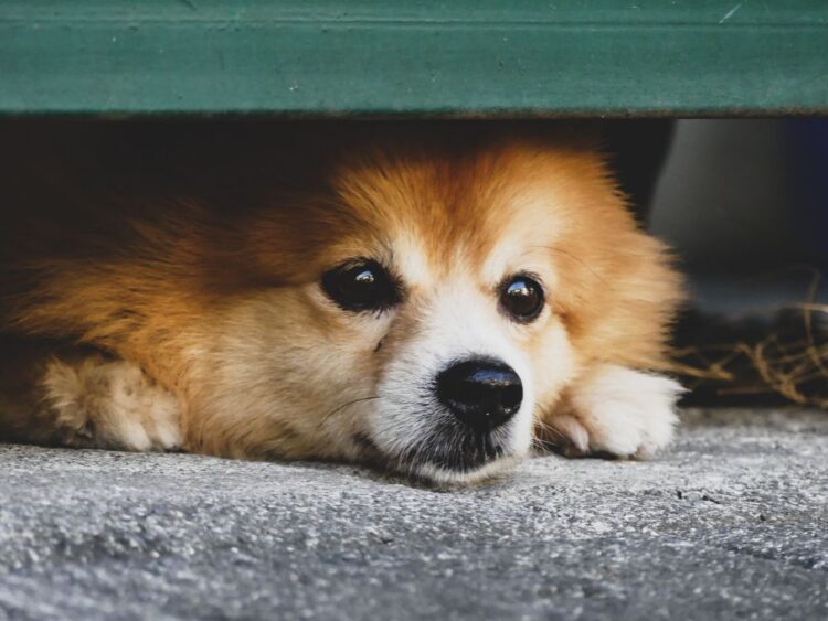 How to support your dog through fireworks